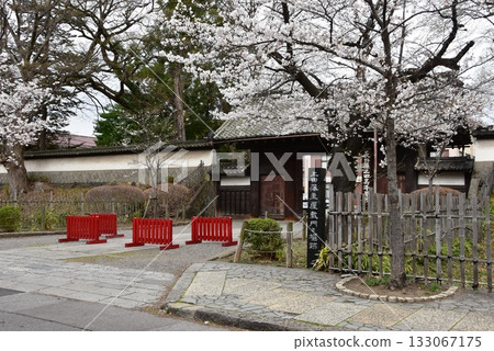 Ueda City: The gate of the Ueda feudal lord's residence and cherry blossoms in full bloom 133067175