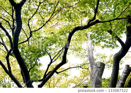 Prefectural Maiko Park Former Kinoshita Residence 133067322