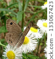 A swallowtail butterfly resting on a Japanese dandelion 133067423