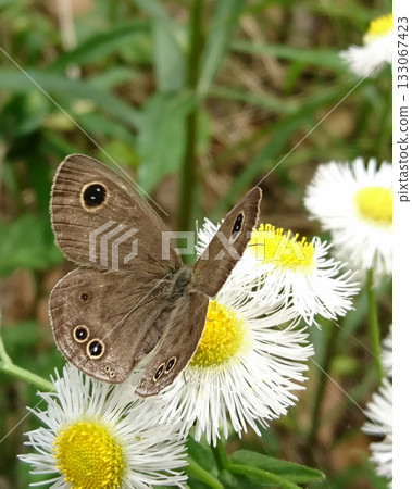A swallowtail butterfly resting on a Japanese dandelion 133067423