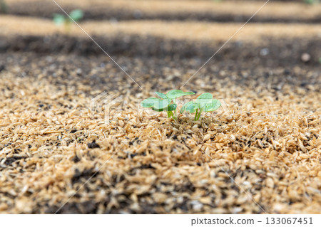 Autumn-sown radish sprouts Autumn-sown radish sprouts 133067451