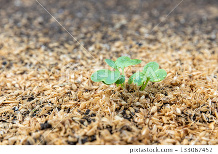 Autumn-sown radish sprouts 133067452