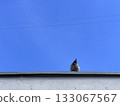 Bird in the rooftop with a blue sky 133067567