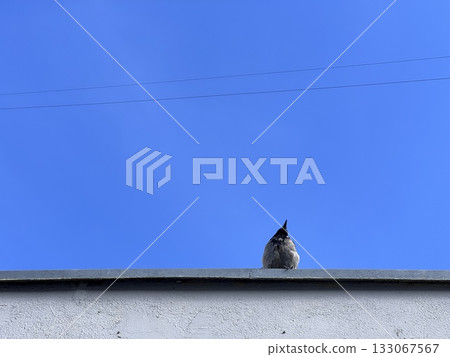 Bird in the rooftop with a blue sky 133067567