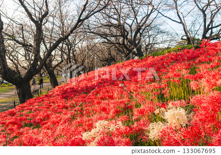 Gongendo Park, Satte City, Saitama Prefecture 133067695