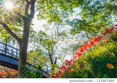 Shiroyama Park, Motegi Town, Tochigi Prefecture 133067884