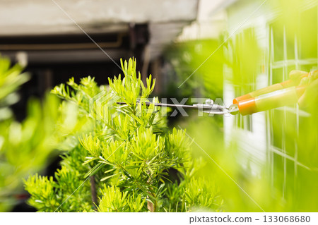 Gardener woman worker trimming bushes with steel hedge shears in garden. 133068680