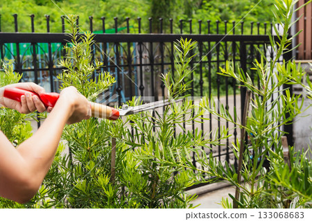 Gardener woman worker trimming bushes with steel hedge shears in garden. 133068683