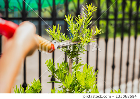 Gardener woman worker trimming bushes with steel hedge shears in garden. 133068684