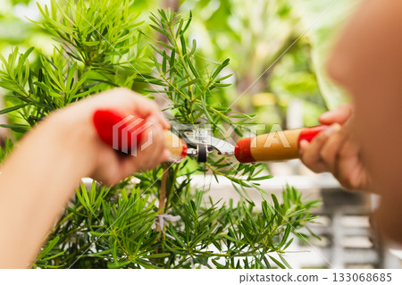 Gardener woman worker trimming bushes with steel hedge shears in garden. 133068685