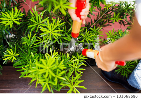 Gardener woman worker trimming bushes with steel hedge shears in garden. Gardener woman worker trimming bushes with steel hedge shears in garden. 133068686