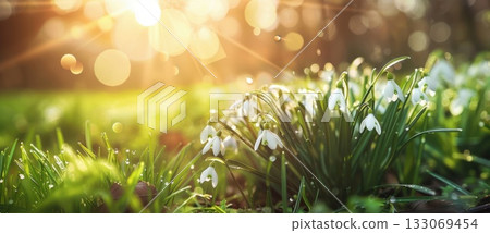 A fresh spring setting with snowdrops, green grass, and sunlight, offering the perfect backdrop for an Easter card with room to write. 133069454