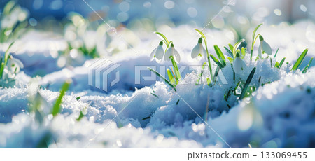 snow on fir branches 133069455