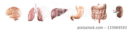 Illustration of Human Organs and Their Functions in pixel art style Illustration of Human Organs and Their Functions in pixel art style 133069583