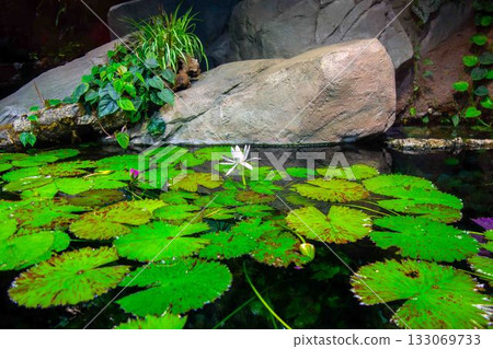White lotus flower blooming in pond with green lily pads and rocks serene White lotus flower blooming in pond with green lily pads and rocks serene 133069733