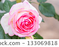 Pink rose 133069818