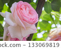 Pink rose 133069819