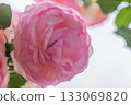 Pink rose 133069820