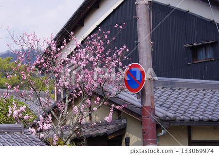 梅花 梅花 133069974