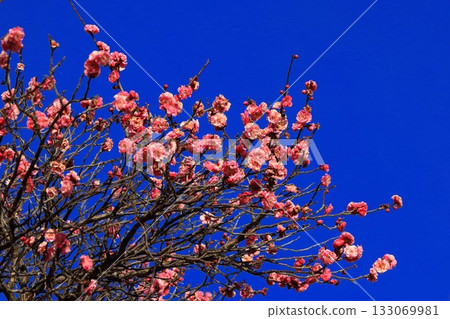Plum blossom  133069981