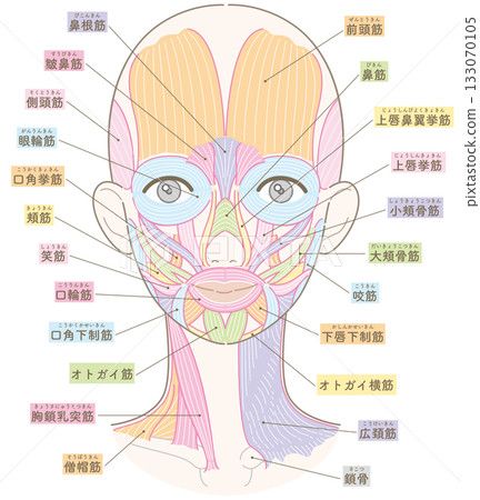 Muscles around the face and neck (no hairstyle/skin color version/colored name) Muscles around the face and neck (no hairstyle/skin color version/colored name) 133070105