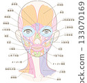 臉部和頸部周圍的肌肉（無髮型/膚色版本/已命名） 133070169