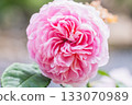 Beautiful pink roses 133070989