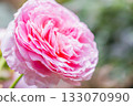 Beautiful pink roses 133070990