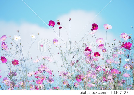 藍天和波斯菊花 藍天和波斯菊花 133071221