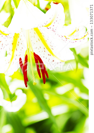 白百合花 白百合花 133071371
