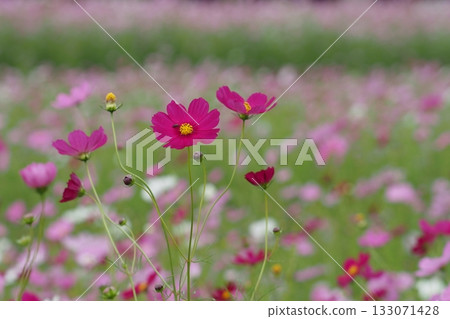 波斯菊領域的紅色波斯菊 133071428