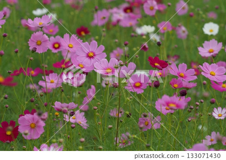 粉紅色的波斯菊花 粉紅色的波斯菊花 133071430
