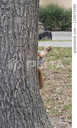 Squirrel climbing up a tree trunk in a park surrounded by autumn leaves. The image symbolizes agility, nature and the energy of wildlife in the city Squirrel climbing up a tree trunk in a park surrounded by autumn leaves. The image symbolizes agility, nature and the energy of wildlife in the city 133071490