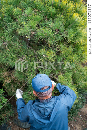 pruning, gardener, landscaper 133071527