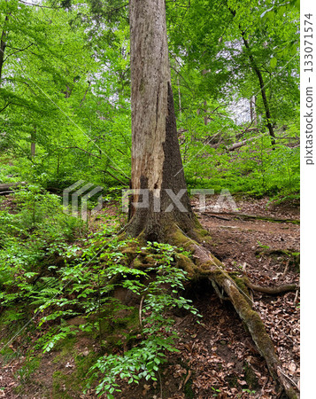 A lush forest scene with moss-covered trees and fallen logs in a dense woodland setting. 133071574