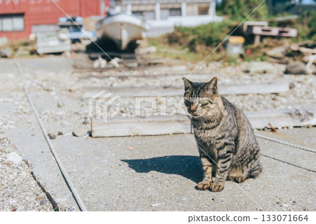 A tabby cat basking in the sunshine at a fishing port A tabby cat basking in the sunshine at a fishing port 133071664