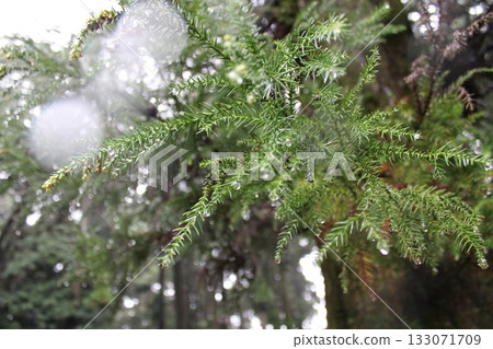 Drops on needles Drops on needles 133071709