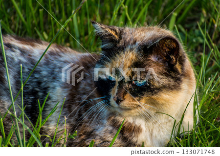 Calico cat with blue eyes in a garden 133071748