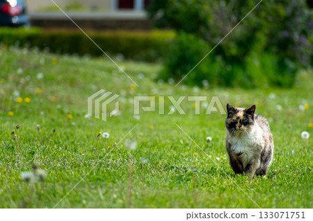 Calico cat with blue eyes in a garden 133071751