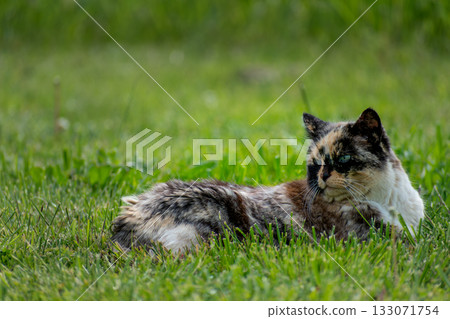 Calico cat with blue eyes in a garden Calico cat with blue eyes in a garden 133071754