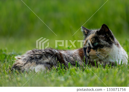 Calico cat with blue eyes in a garden 133071756