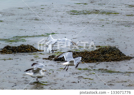Seaside landscape in Armor Coast, Brittany in France 133071776