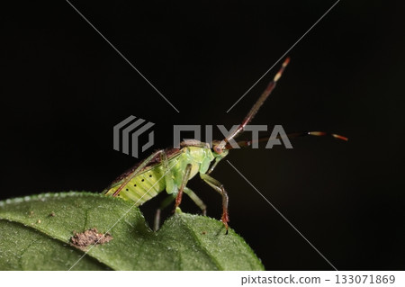 Living creatures, insects, Heliotrope turtle, mid-November. The back is reddish-brown, and the belly and legs are also a little darker in color? 133071869