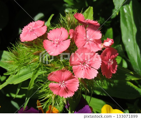 Dianthus flower with buds 133071899