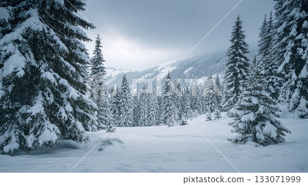 Snow-covered forest with tall evergreen trees, creating a serene winter landscape beneath a cloudy sky. Untouched snow blankets the ground, inviting exploration. Snow-covered forest with tall evergreen trees, creating a serene winter landscape beneath a cloudy sky. Untouched snow blankets the ground, inviting exploration. 133071999