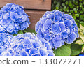 hydrangea   133072271
