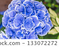 hydrangea   133072272