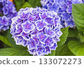 hydrangea   133072273