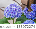 hydrangea   133072274