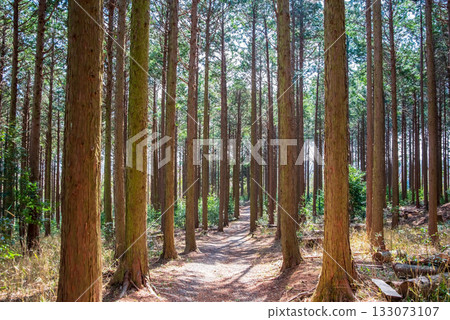 Hinoki no Mori 133073107